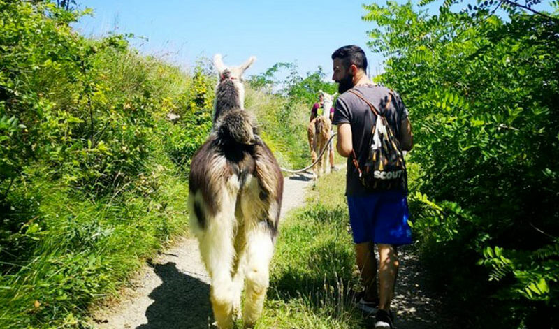 a-spasso-con-lama-e-alpaca