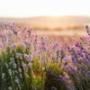 La Lavanda in Monferrato