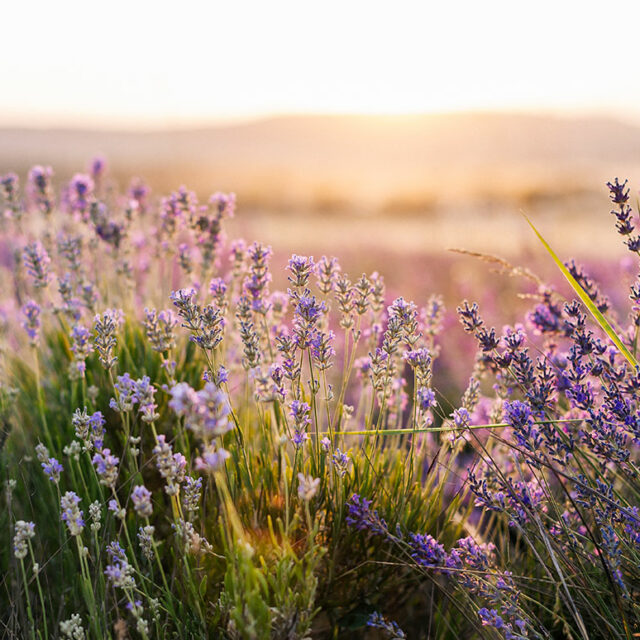 la-lavanda-in-monferrato