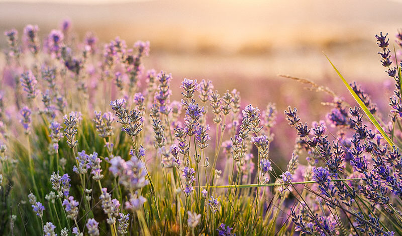 la-lavanda-in-monferrato