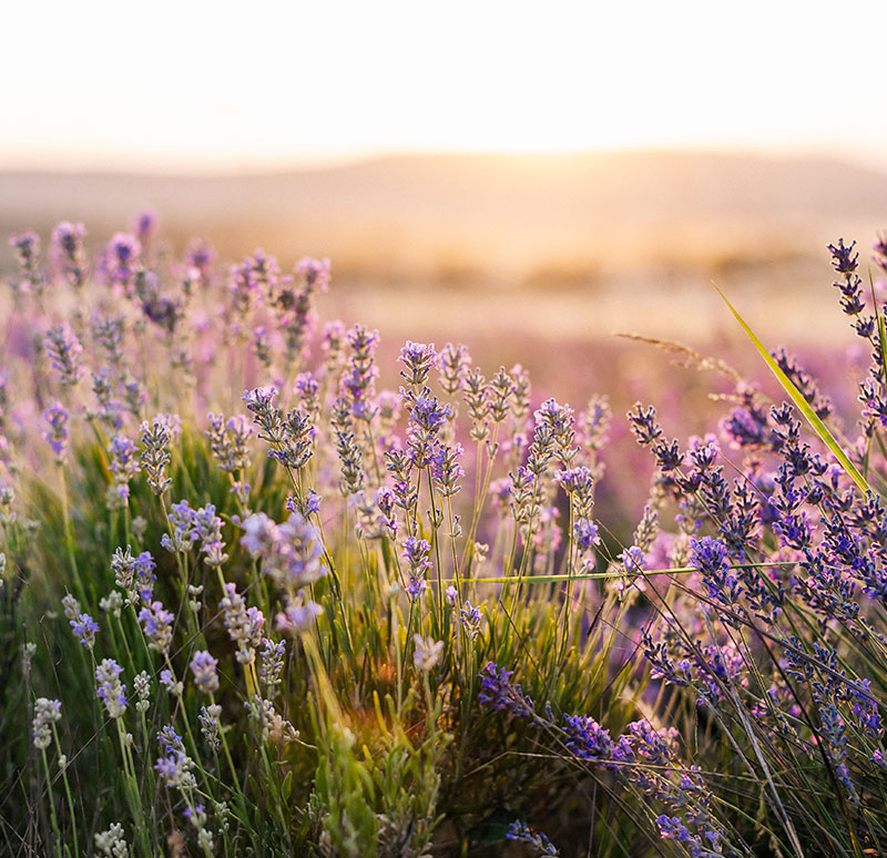 la-lavanda-in-monferrato