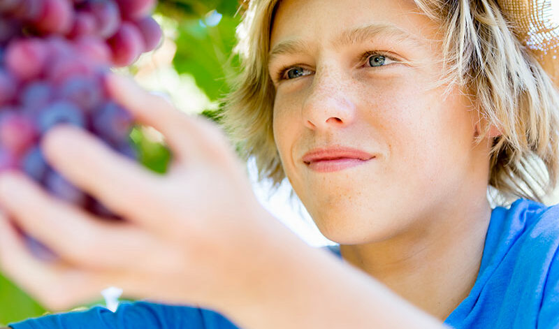 vendemmia-for-kids