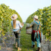 Vendemmia in Vigna